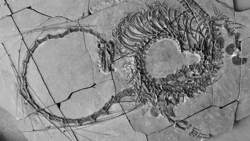 Учени разкриват вкаменелост на „дракон“ на 240 милиона години
