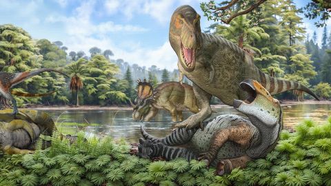 The piece illustrates the disparity of the Northern and Southern hemisphere’s evolution of terrestrial Cretaceous faunas after the Cretaceous Thermal Maximum. On the left, End Cretaceous Southern Hemisphere (Western Gondwana) became dominated by Megaraptorids theropods and titanosaur sauropods. The centre of the piece summaries the extinction event of terrestrial fauna at the Cretaceous Thermal Maximum, where the apex predators the carcharodontosaurids allosaurs went extinct and tyrannosauroids (including megaraptoran and the ancestors of <em>Tyrannosaurus rex</em>) were small. On the right, the end Cretaceous Northern Hemisphere fauna dominated by Tyrannosaurids (such as <em>Tyrannosaurus rex</em>), hadrosaurs and ceratopsian ornithischian dinosaurs. The environment also became more mesic represented by the landscape compared to the more semi-arid seasonal environment earlier in the Cretaceous.