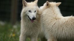 dire-wolf-pups-first-birthday-digvidimage1.jpg