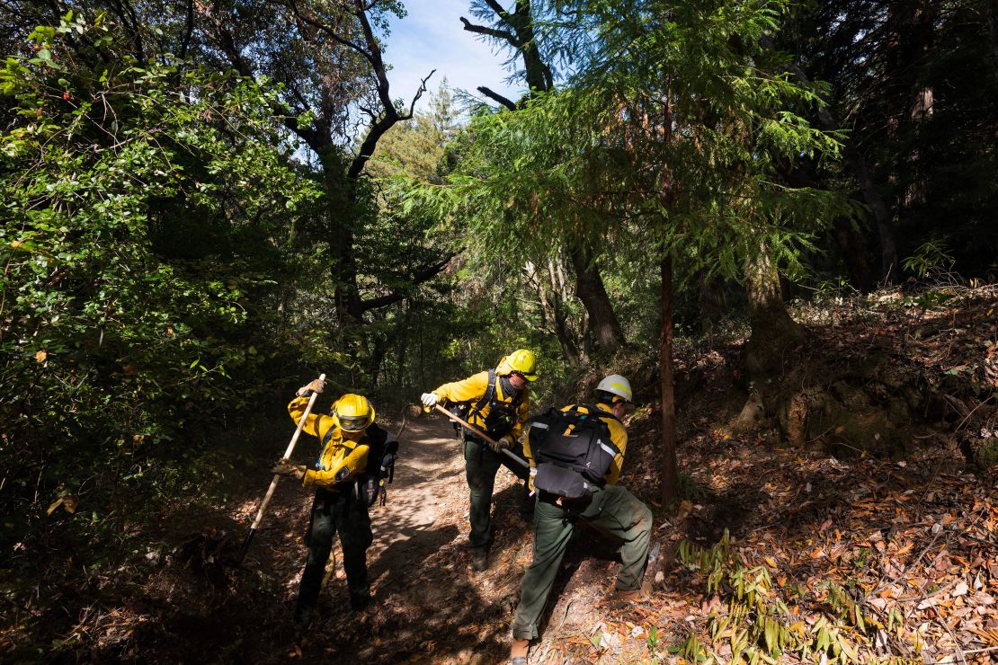 Volunteer crews clear brush around redwood trees before a prescribed burn at Wilder Ranch State Park near Santa Cruz, California, on October 13, 2023. The burn involves setting a specific area on fire under controlled conditions to clear dead branches, brush and other materials that could become fuel for massive blazes.