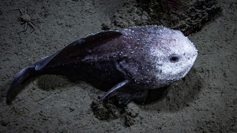A black-and-white blob fish seen resting on the soft sediment in Middleton Canyon during Dive 15 of the Seascape Alaska 5 expedition.