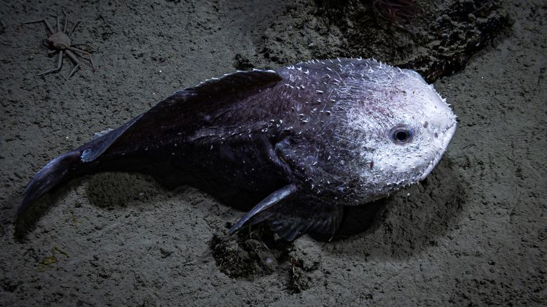 A black-and-white blob fish seen resting on the soft sediment in Middleton Canyon during Dive 15 of the Seascape Alaska 5 expedition.