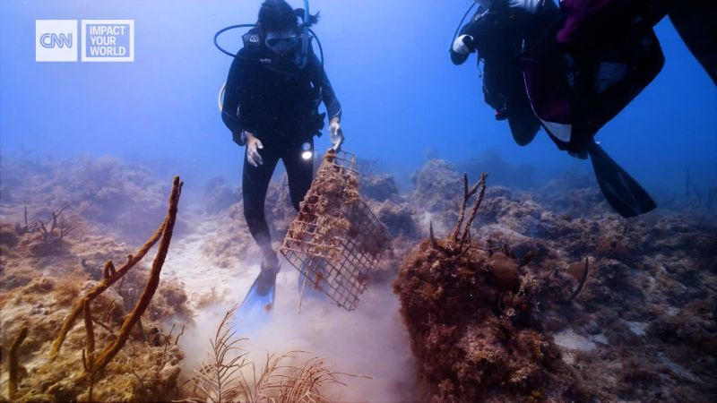 Scuba divers clean up ocean to make it safer for sharks, habitat