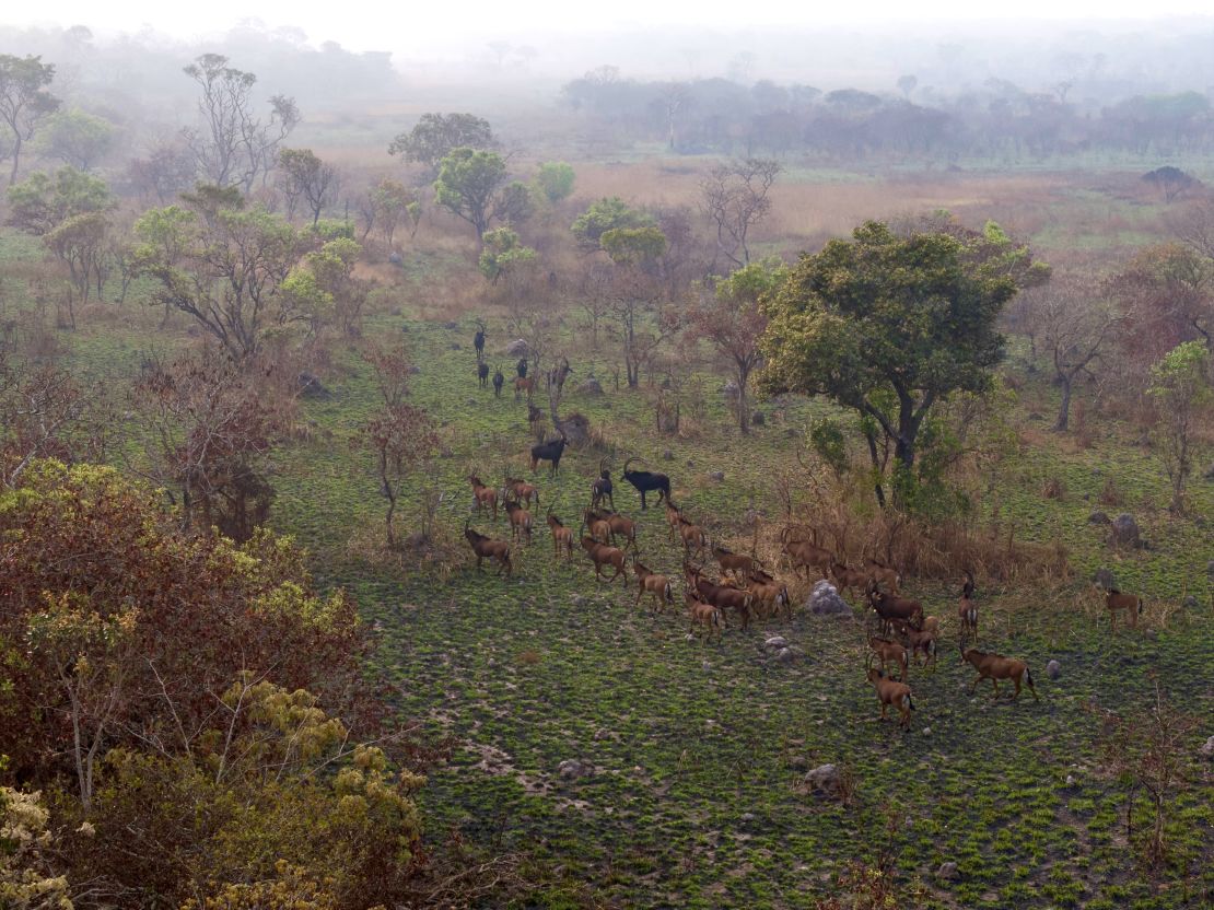 Pictured, male and female giant sable antelopes roaming in Cangandala National Park in July 2024.