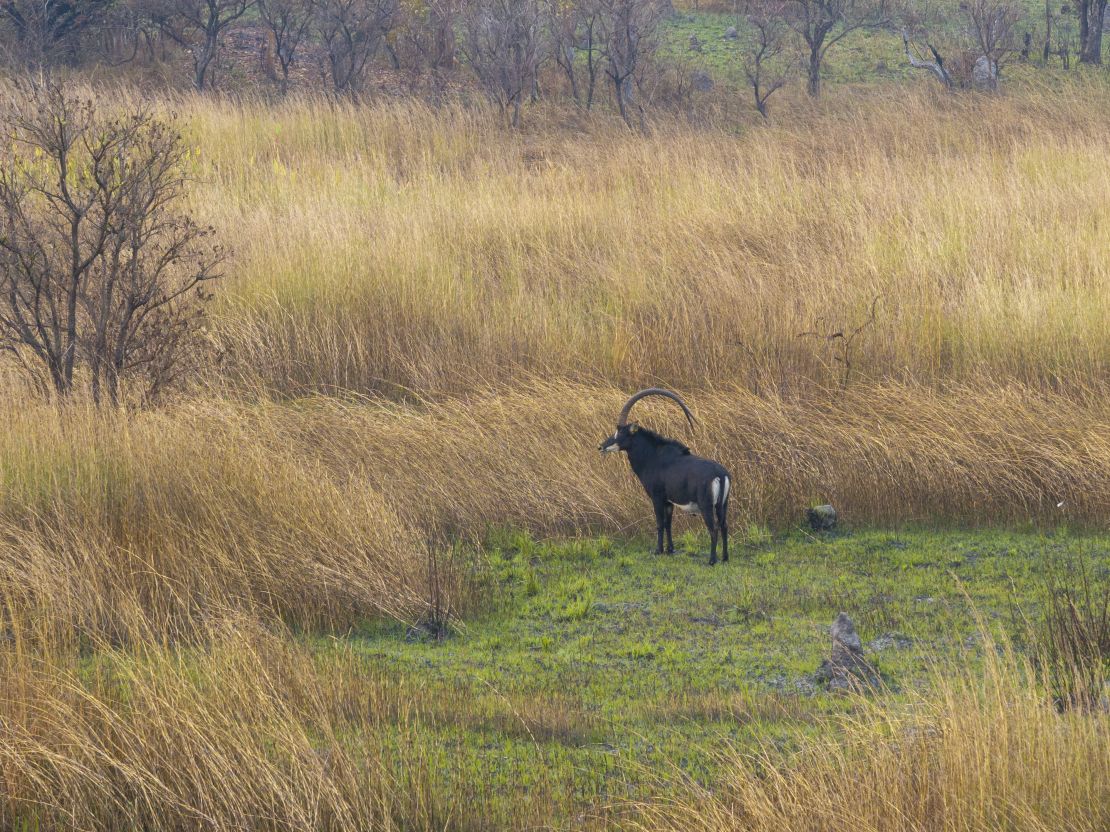 A male giant sable antelope pictured here in Cangandala National Park on July 16, 2024.