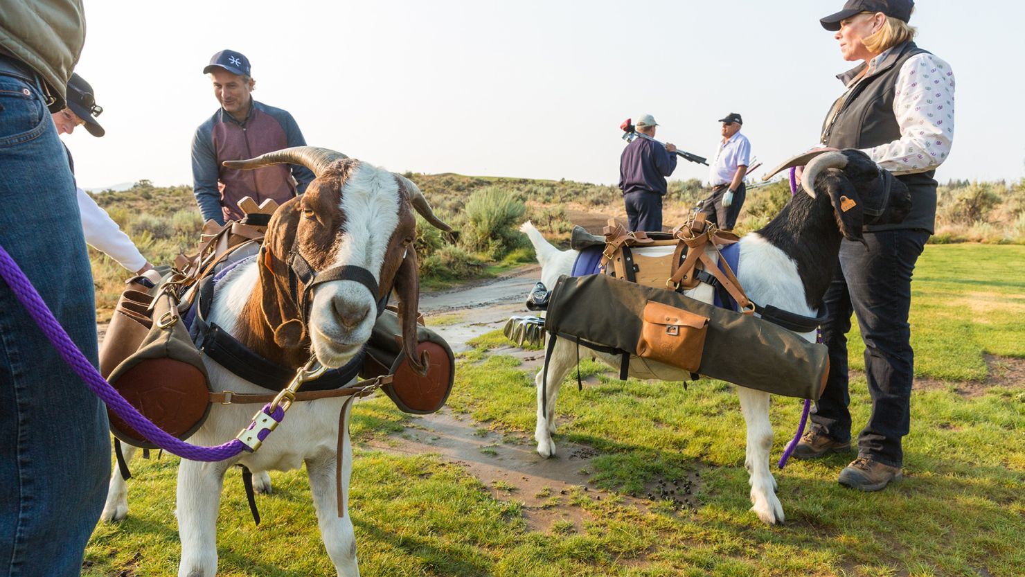 A team of goats guides golfers through the rugged terrain of Silvies Valley Ranch, in Eastern Oregon.