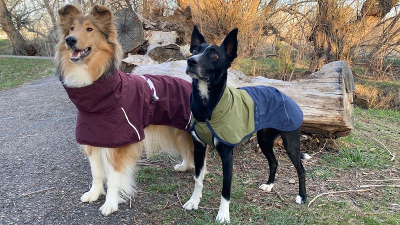 12 best dog raincoats for rainy walks CNN Underscored