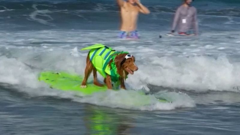 Watch: Annual Surf-A-Thon sees dogs catch waves in San Diego