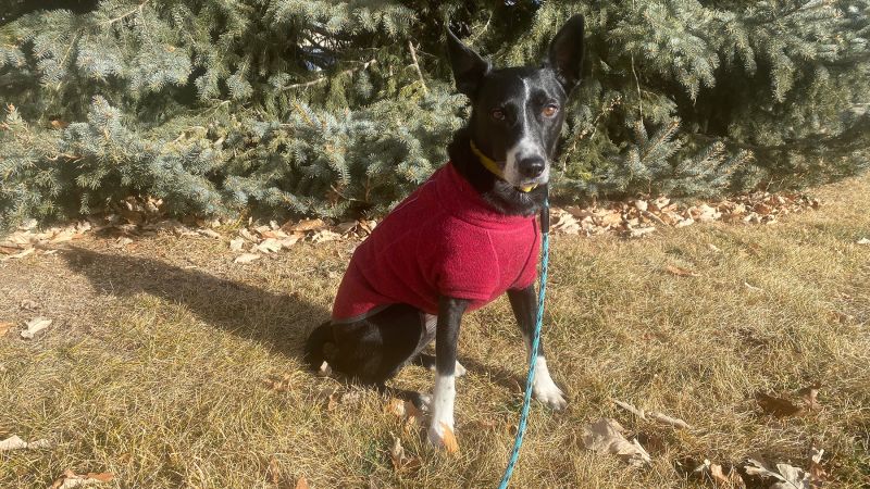 best dog sweaters for small breeds