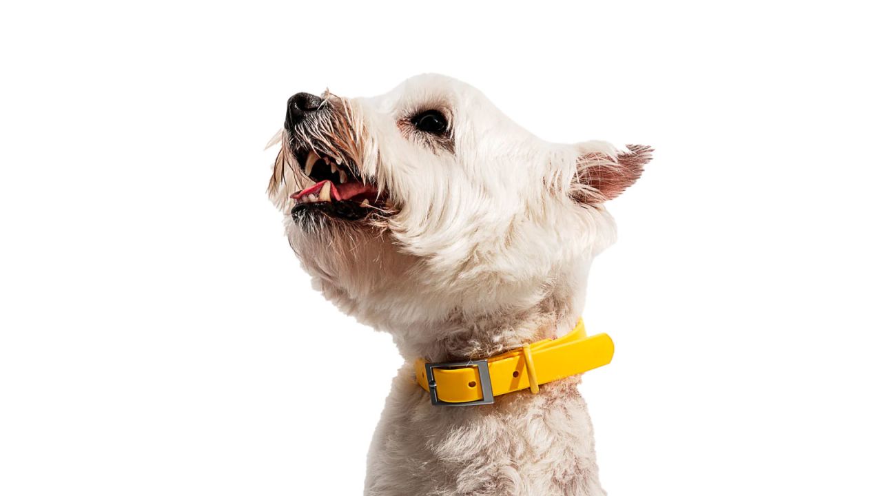 dogwcollar.jpg