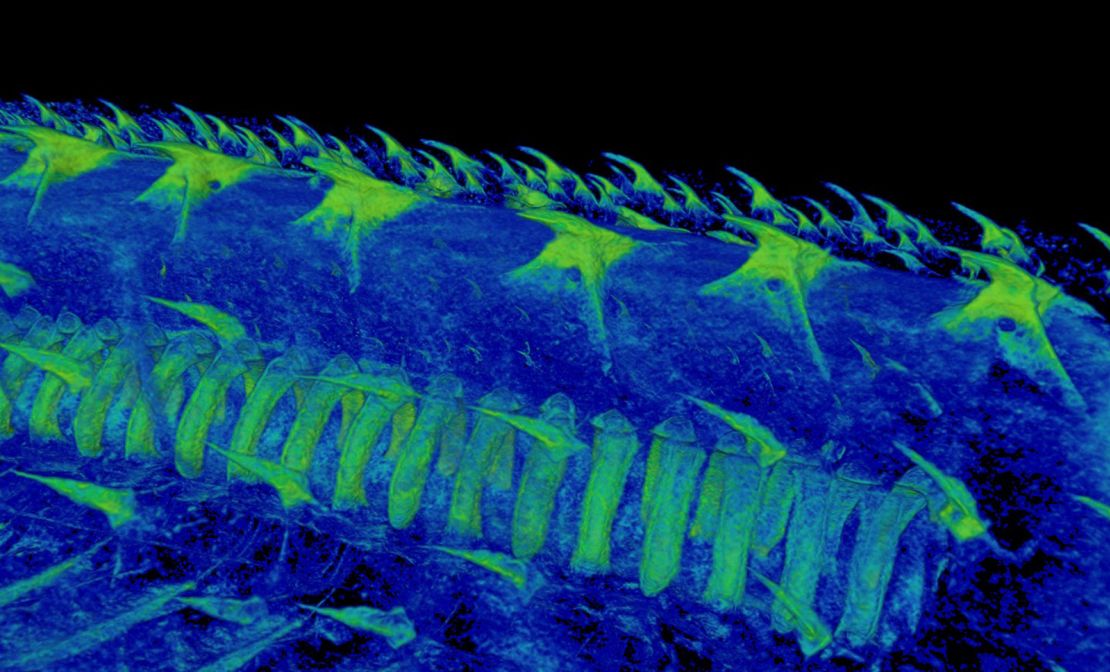 A CT scan shows denticles on a catshark. These tooth-like structures are connected to the nervous system.