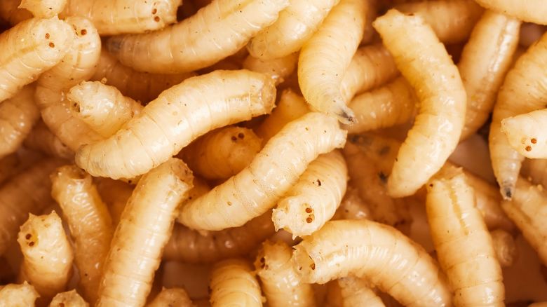 DP2JX1 Maggots