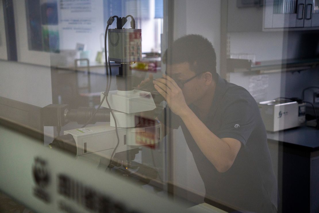 Wang Donghui, a researcher at the Chengdu breeding base, is known as "Doctor Panda."