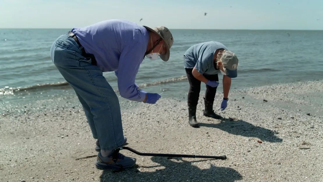 El Dr. Robert Webster y la Dra. Pamela McKenzie toman muestras de excrementos de aves en Reeds Beach, Nueva Jersey.