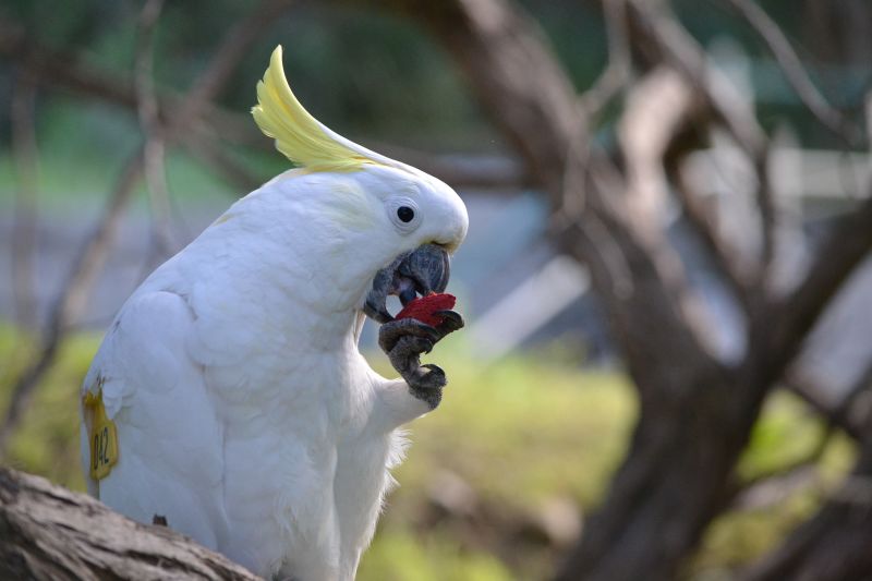 cnn.com - Amarachi Orie - Wild parrots copy their friends when deciding whether to try new foods, study finds