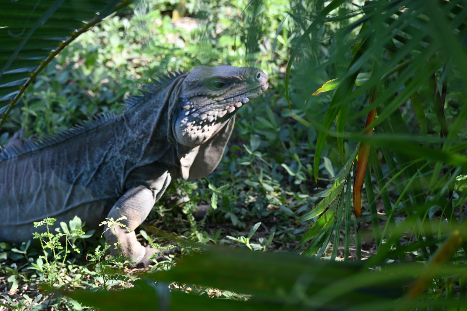 The National Trust for the Cayman Island’s <a href="index.php?page=&url=https%3A%2F%2Fnationaltrust.org.ky%2Four-work%2Fconservation%2Fblue-iguana-conservation%2F" target="_blank">Blue Iguana recovery program</a> is the cornerstone of the species’ restoration. According to Burton, captive breeding has been the most successful method and is the primary reason blue iguanas are around today. Conservationists collect eggs from wild nests, incubate them until they hatch each summer, and then raise the young iguanas in a safe environment for two to three years. The efforts don’t stop at release — ongoing work is essential to ensure the iguanas can survive. Dedicated teams manage threats like invasive predators and maintain continual tracking and field research.