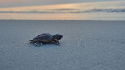 DSC_0203.JPG