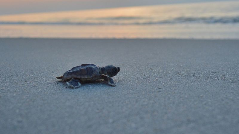 Вижте всички теми Връзка копирана Следвайте През първата седмица на
