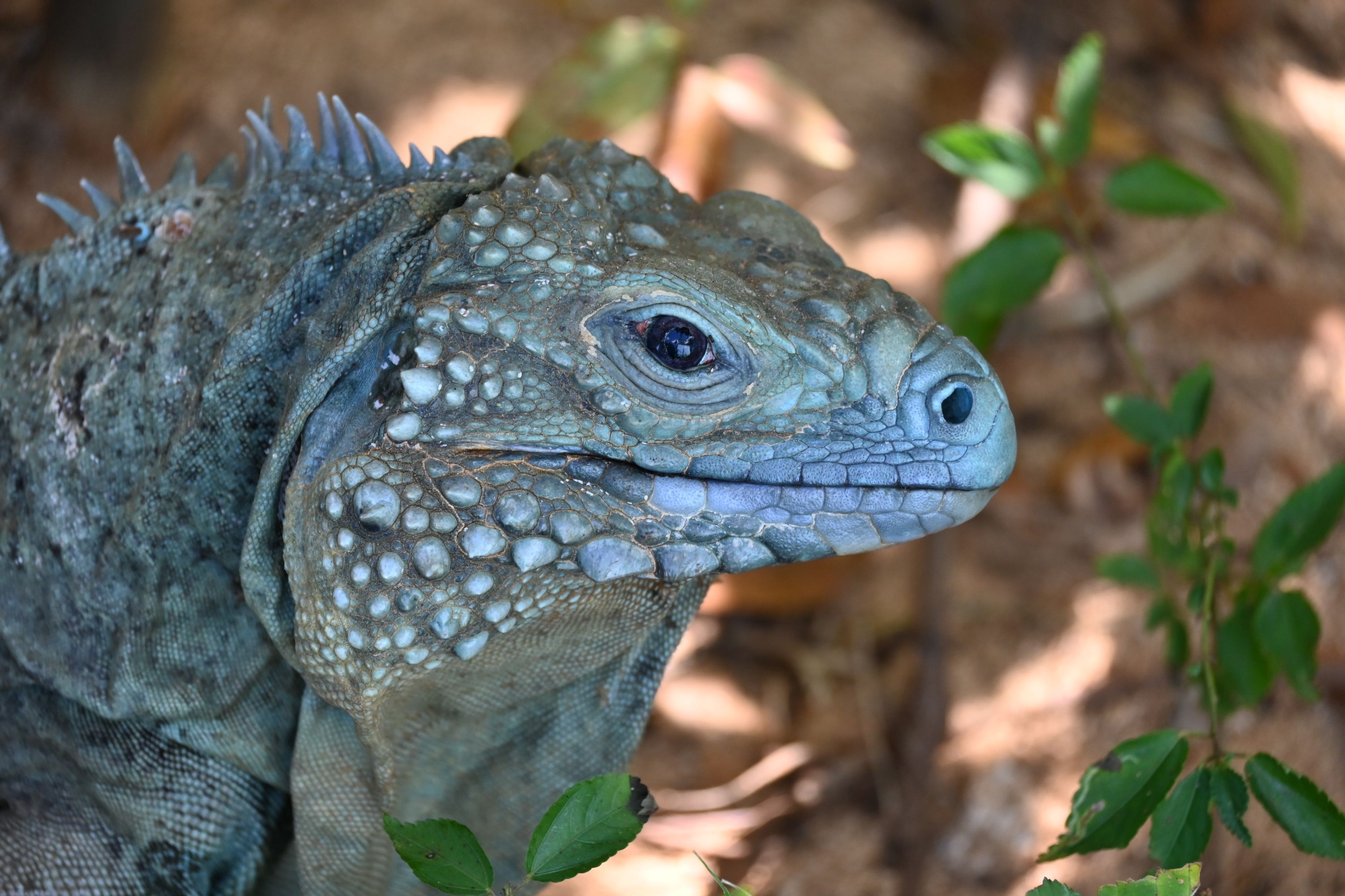 Blue iguanas, also known as "blue dragons," are endemic to the island of Grand Cayman in the Caribbean.