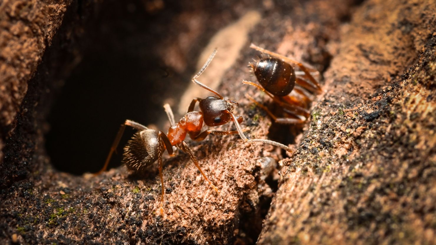 The "ManhattAnt" has become the second most common ant in New York City since its first sighting in 2011, experts say.