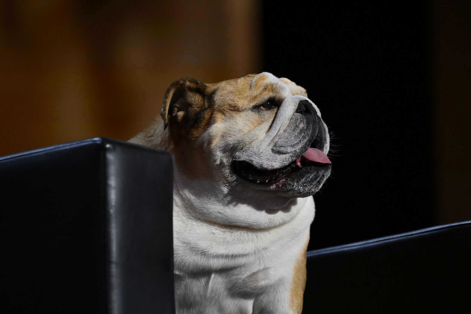 Babydog Justice, the bulldog of West Virginia Gov. Jim Justice, sits on stage as Justice speaks at the convention on Tuesday.