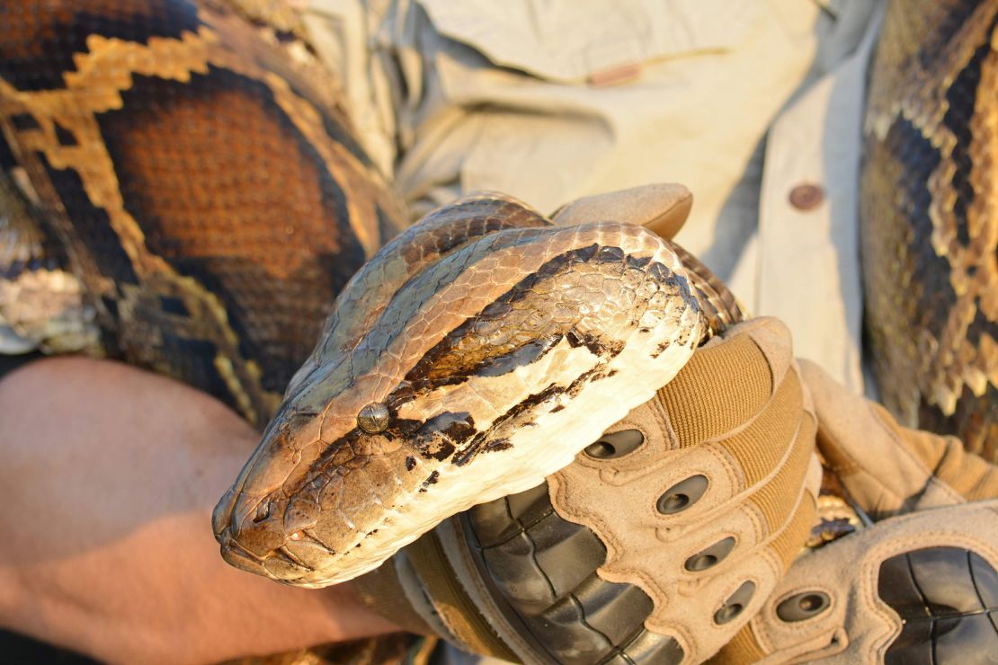 A python, caught by a volunteer. The species has posed a threat to the Everglades for decades.