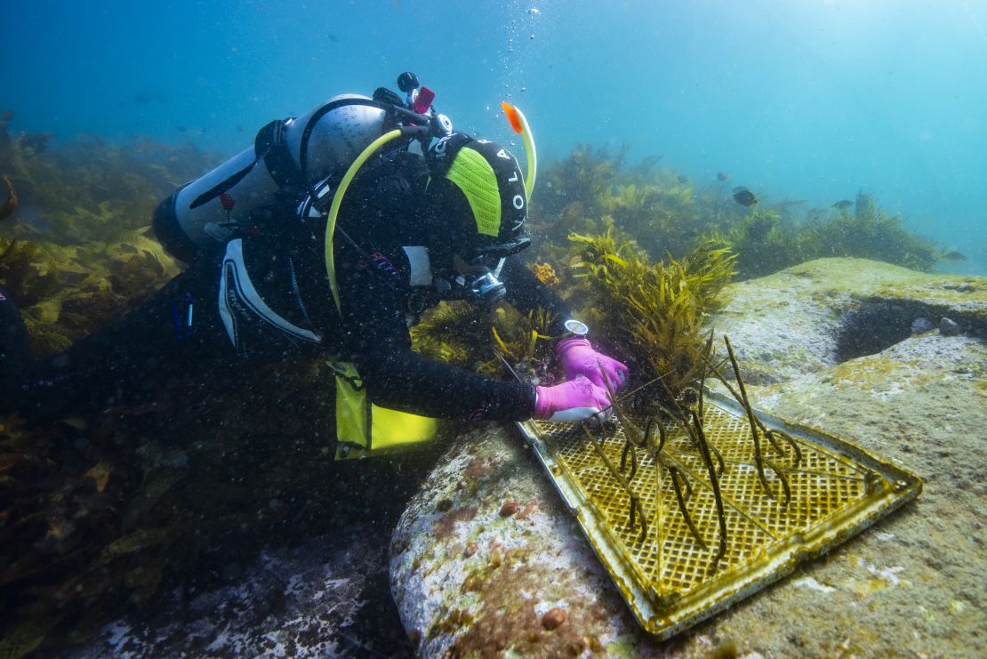 Crayweed is attached to biodegradable mats to grow new forests.