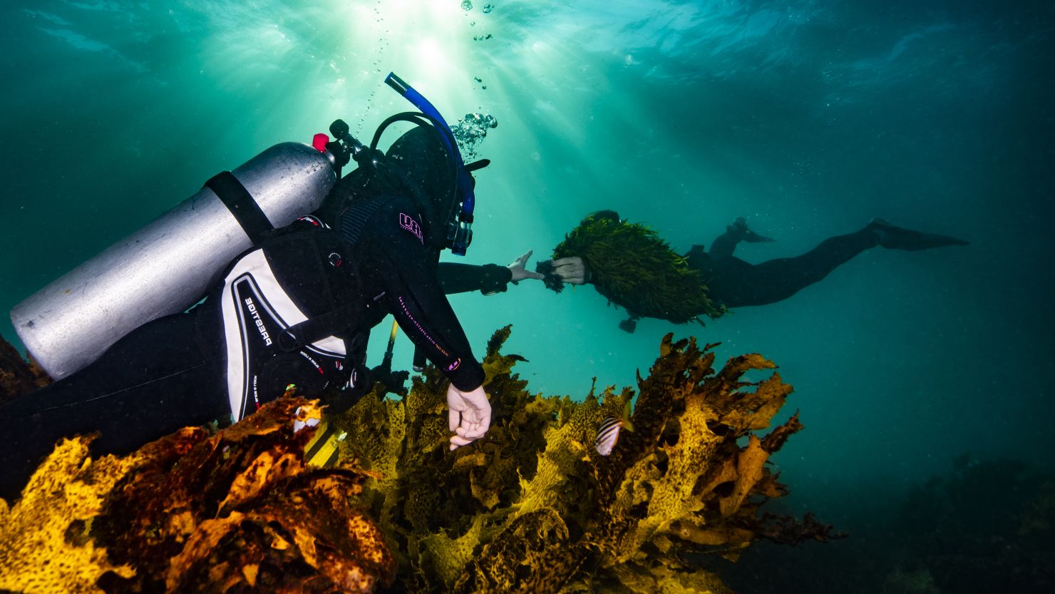 Operation Crayweed is planting the seaweed along Sydney's coastline.