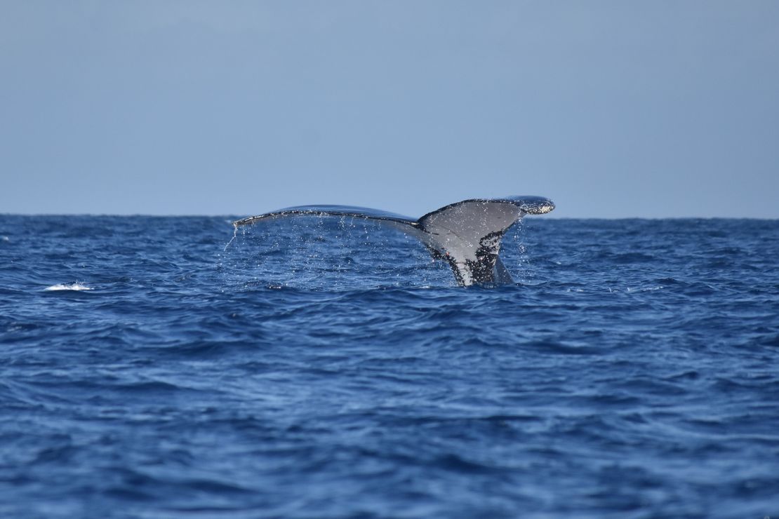 Humpback whale makes document adventure from South The usa to Africa | The Gentleman Report