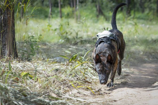 Dogs have also been trained to detect wildlife contraband. However, APOPO suggests that rats and dogs may occupy distinct roles: while dogs might be better suited for tracking over long distances, rats are smaller and more maneuverable, so they might fare better in confined spaces.