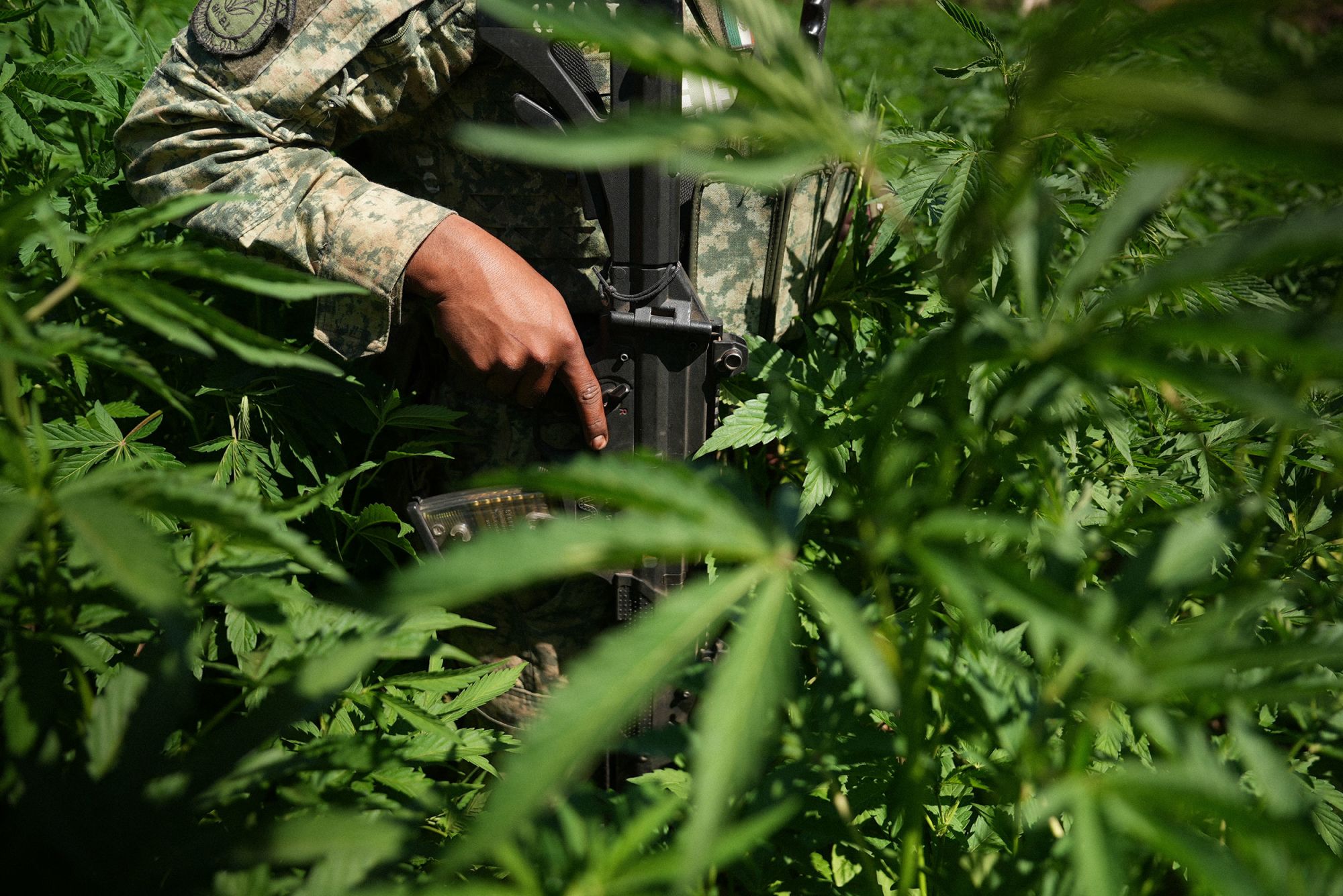 Mexican soldier in a recently discovered marijuana field