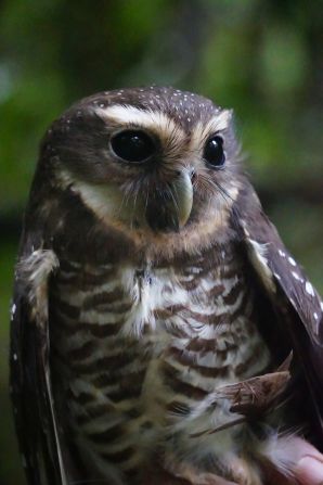 Although not a species lost to science, the expedition team was surprised by how common the white-browed owl (pictured) was in Makira. The species is localized and usually not found in large numbers in Madagascar, according to Re:wild.