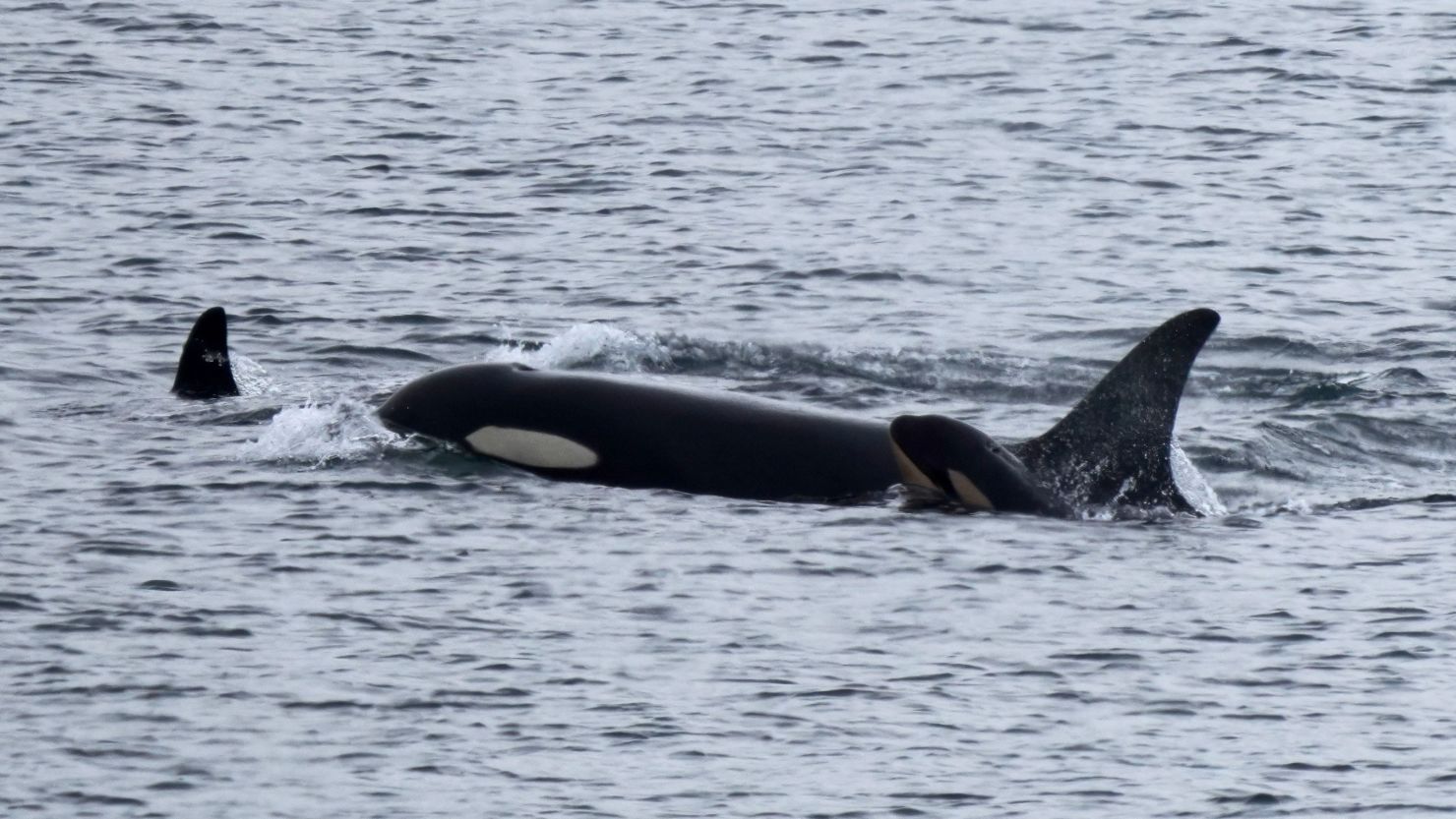 Tahlequah: An orca carried her dead calf for 17 days. She now has a new