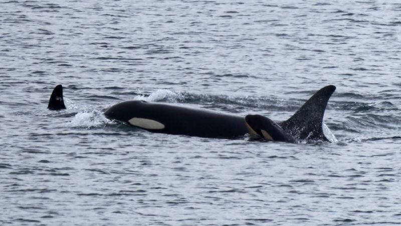 Orca carried her dead calf for 17 days. She now has a new baby
