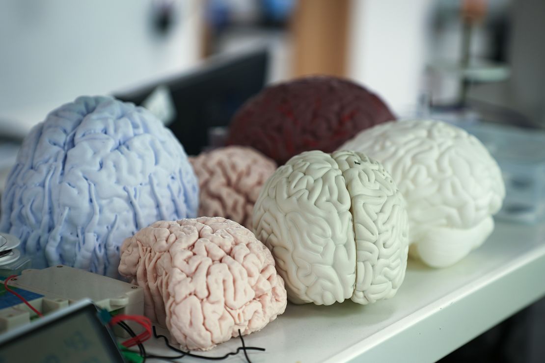 Brain models on display inside the lab of CIBR in Beijing, China on May 28, 2025.