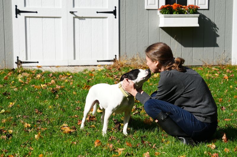 Unveiling the Dark Underbelly: The Thriving Underground Realm of Dog Fighting