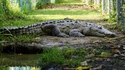 The American crocodile (Crocodylus acutus) has long ruled the mangroves and coastal lagoons of Jamaica. But in recent years, its population has dwindled due to illegal hunting, habitat destruction and pollution.