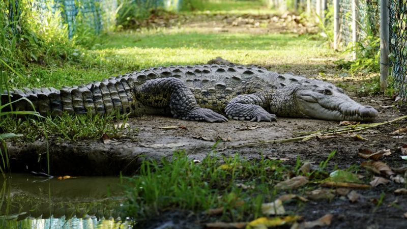 Pahlawan Buaya Jamaica: Kisah Inspiratif Melawan Kepunahan Predator yang Ditakuti