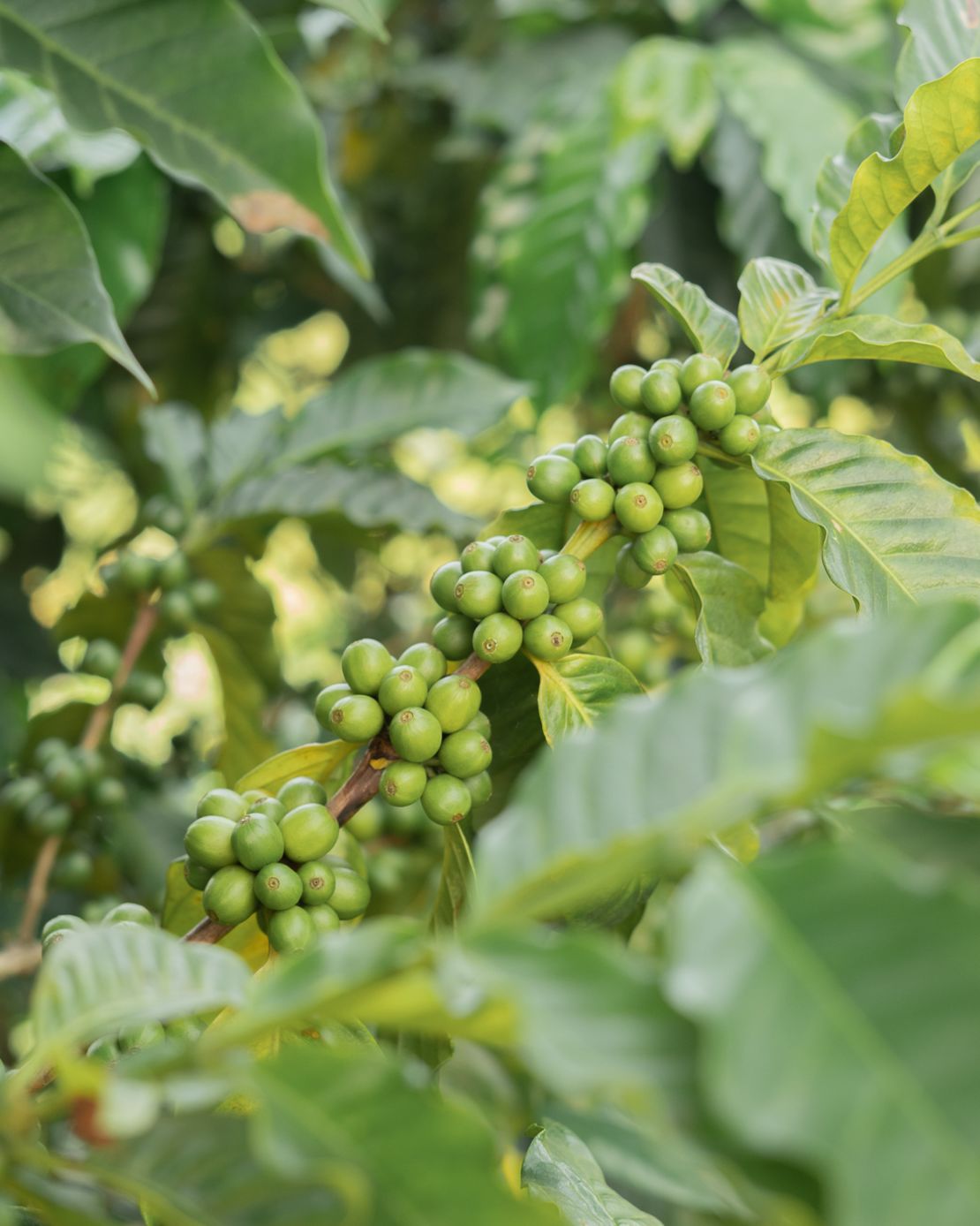 An Arabica coffee plant grown by the Edelmann family