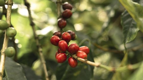 A coffee plant growing on Finca Hamburgo, one of two coffee farms owned by the Edelmann family