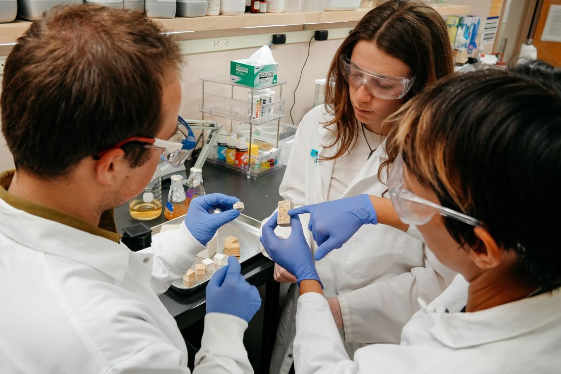 Fungi and micro organism might be used to construct houses sooner or later, new find out about suggests | The Gentleman Report