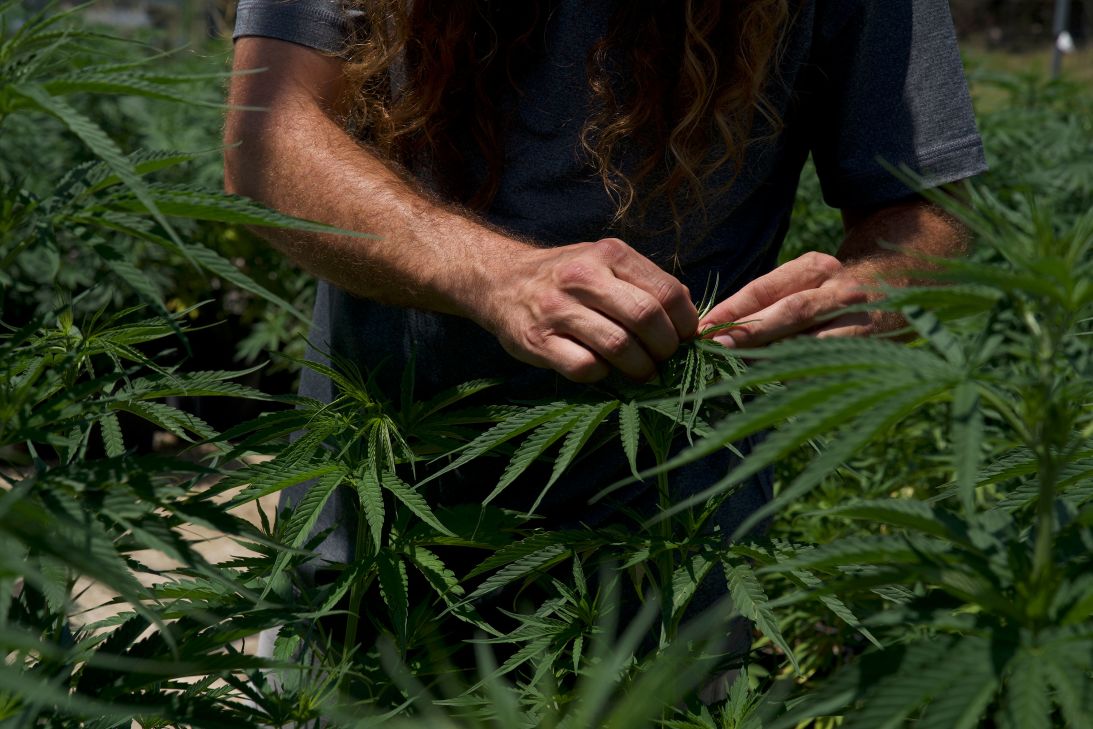Holden Hylander attends to plants at a Hometown Hero farm in Texas.