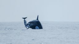 While hunting, an orca (identified as pod matriarch Dakota) propels a dusky dolphin into the air.