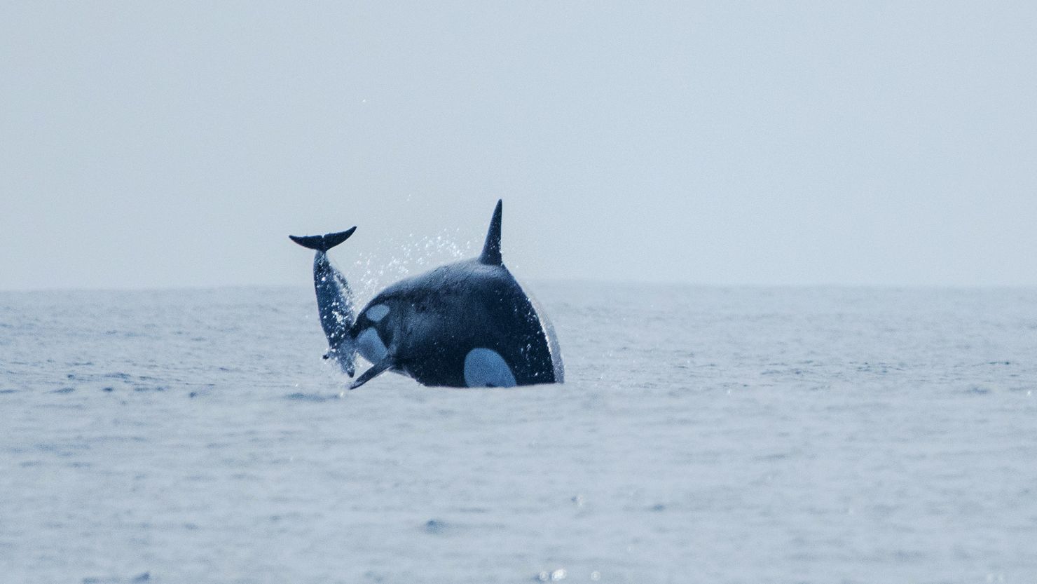 While hunting, an orca (identified as pod matriarch Dakota) propels a dusky dolphin (left) into the air.