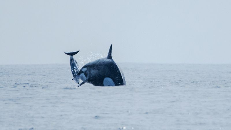 Een groep orka’s jaagt dolfijnen weg van Chili, onthullen nieuwe foto’s