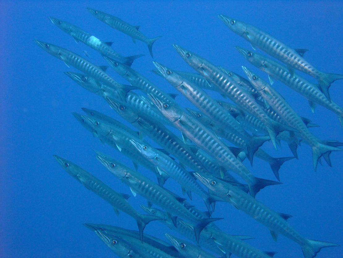 Apo Reef is home to more than 530 fish species and 400 types of coral.