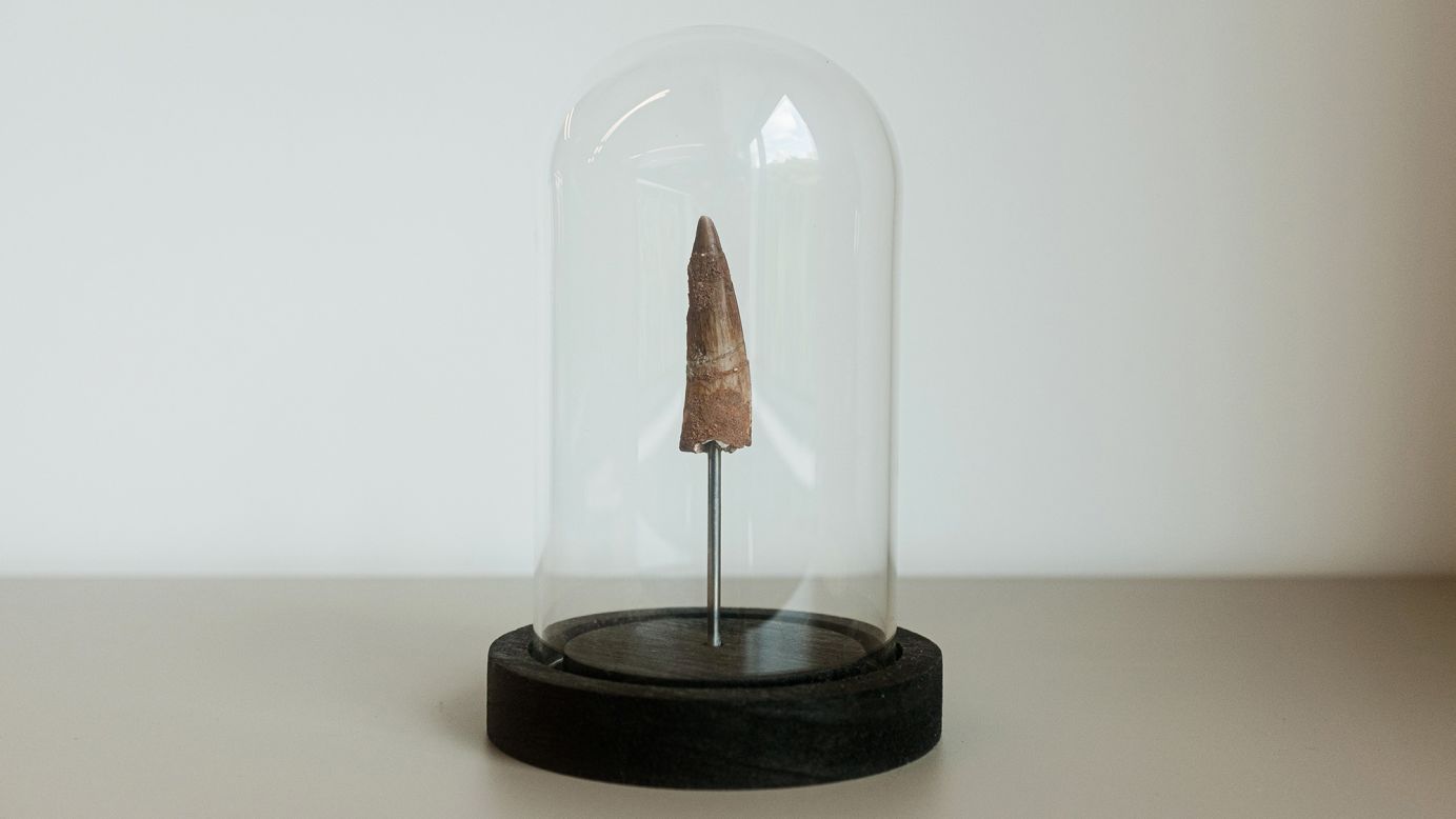 The fossil that writer Jacopo Prisco ordered online.