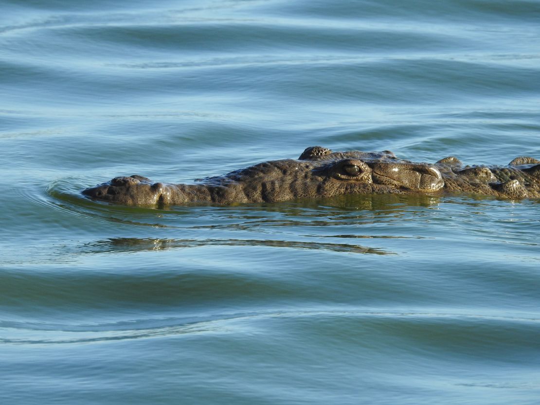 Crocodiles are illegally hunted for their meat.
