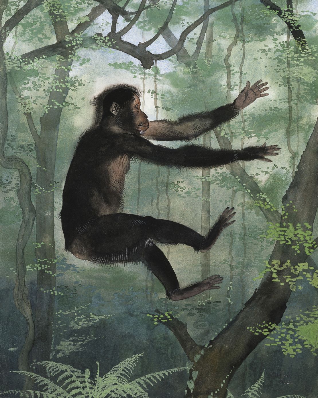 Skamieniałości pokazują, że starożytny naczelny Proconsul africanus, pokazany na powyższej ilustracji, żył na drzewach bez ogona.