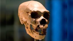 DTFA4M Homo neanderthalensis, neanderthal man